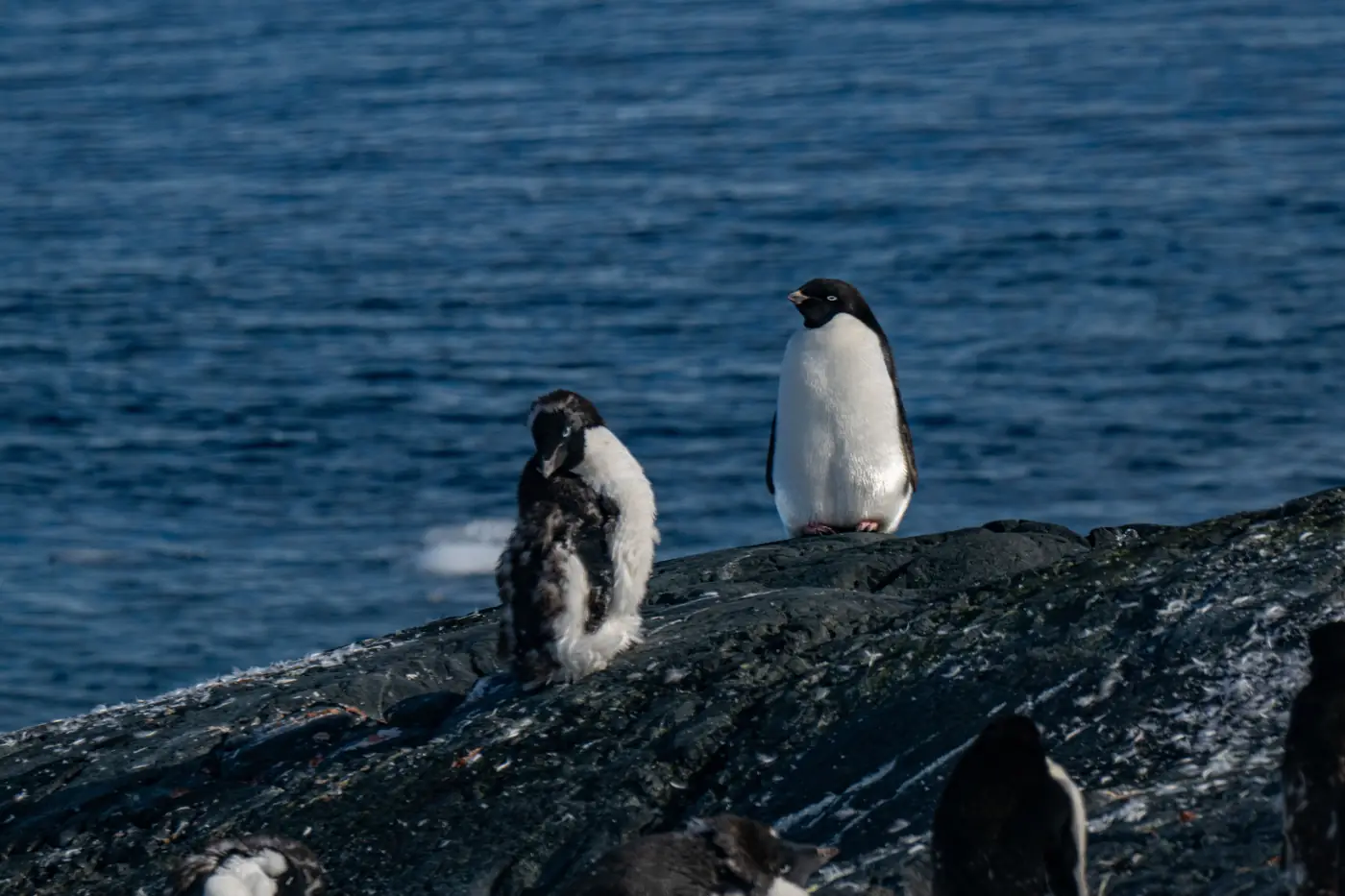 Antarctica expedition photo 4