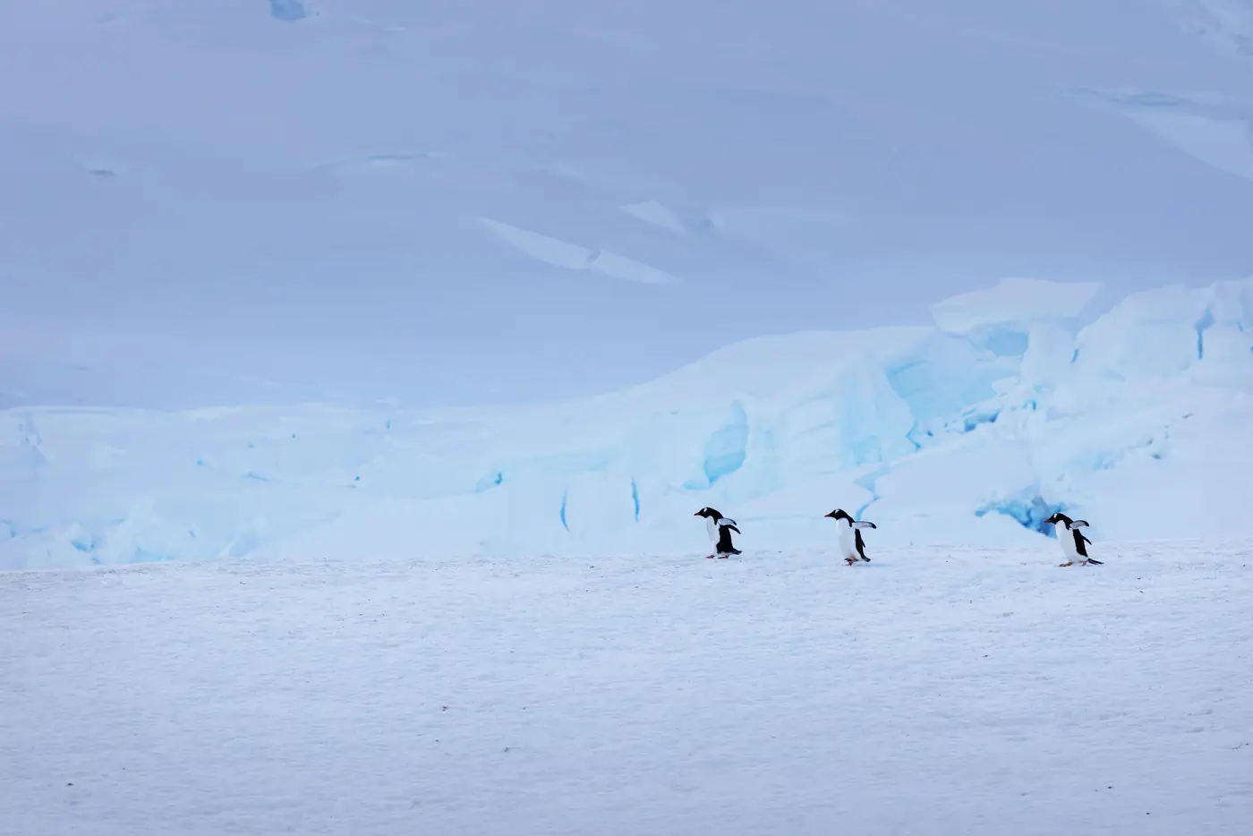 Antarctica expedition photo 1