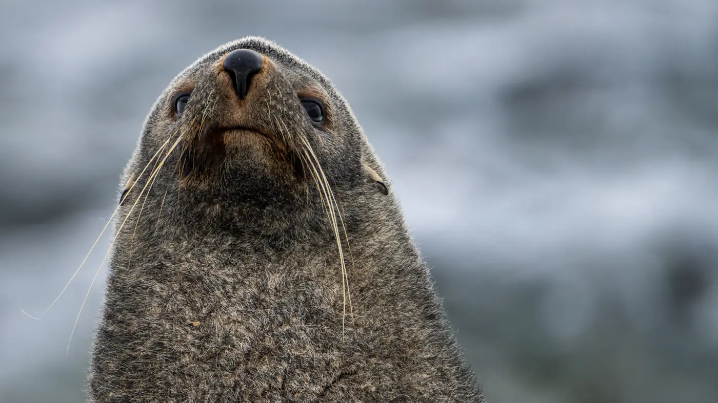 Antarctica expedition photo 7