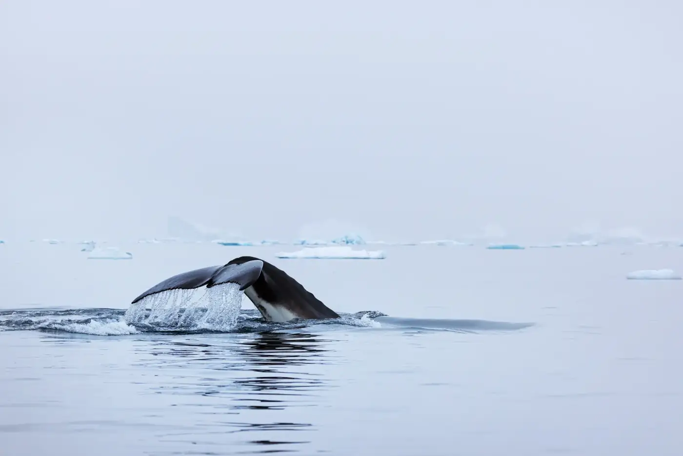 Spirit of Antarctica: The Great Whale Migration — Antarctica expedition cruise