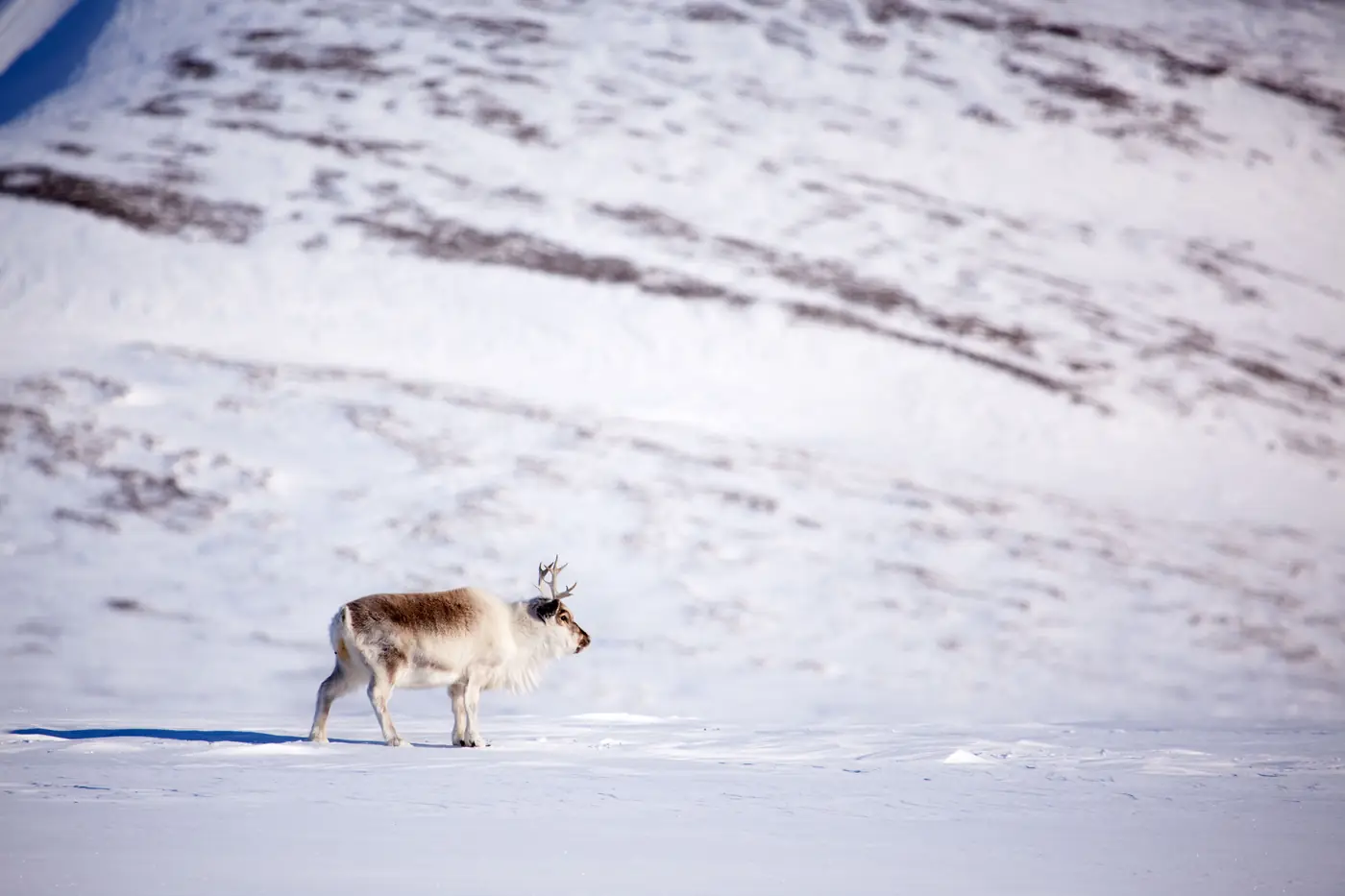 Svalbard expedition photo 5