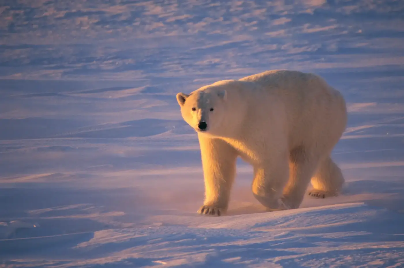 Svalbard: The Awakening of the North — Svalbard expedition cruise