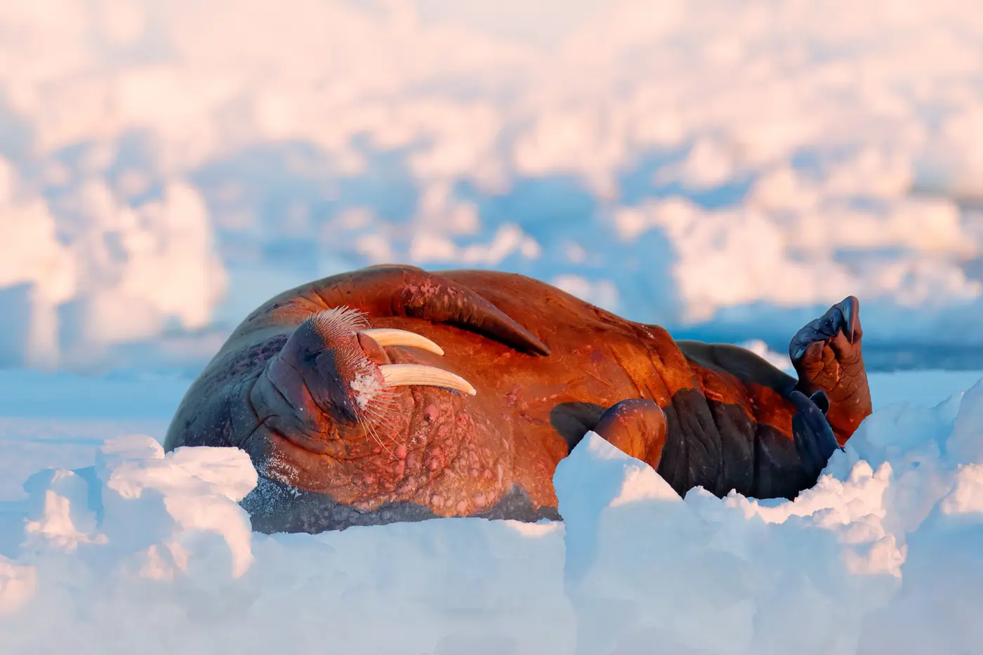 Svalbard expedition photo 2